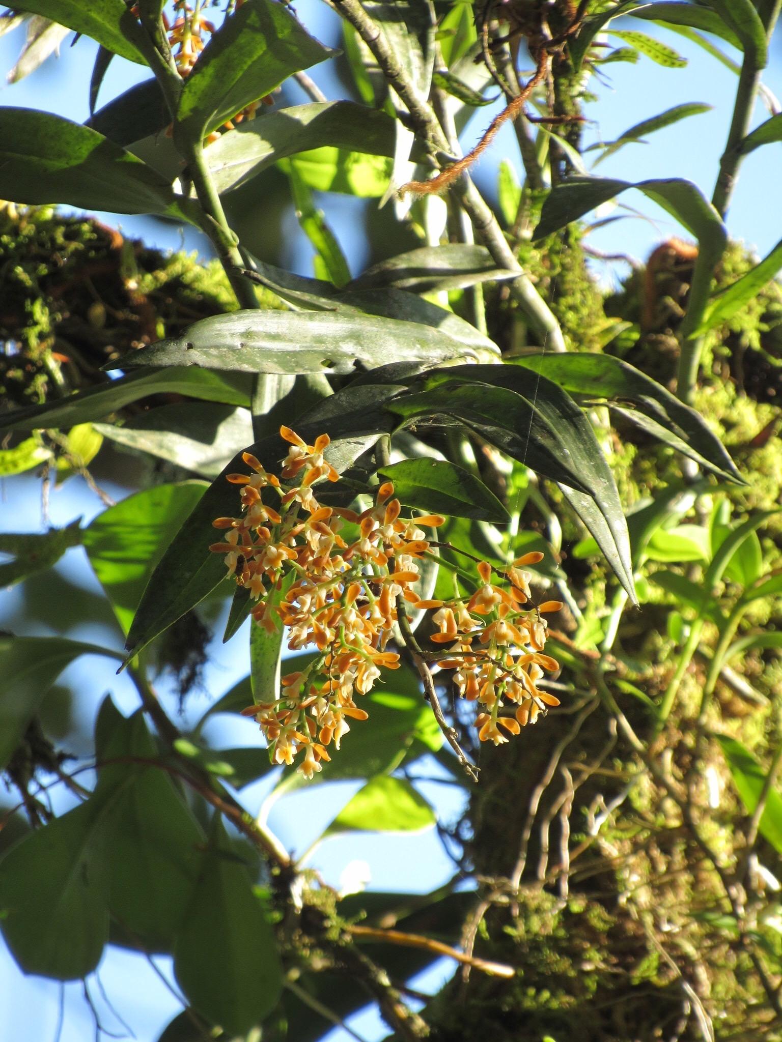 Epidendrum polyanthum